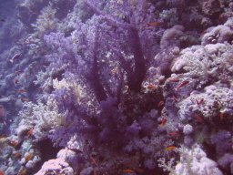 marsa_alam_200510 6